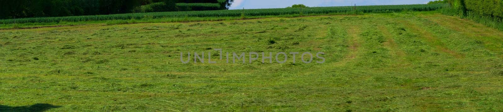 Meadow mown by the farmer
