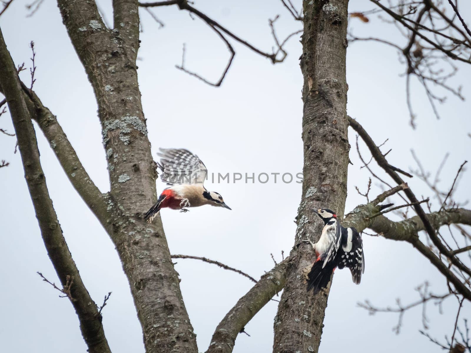 Two red woodpecker at a tree chasing around