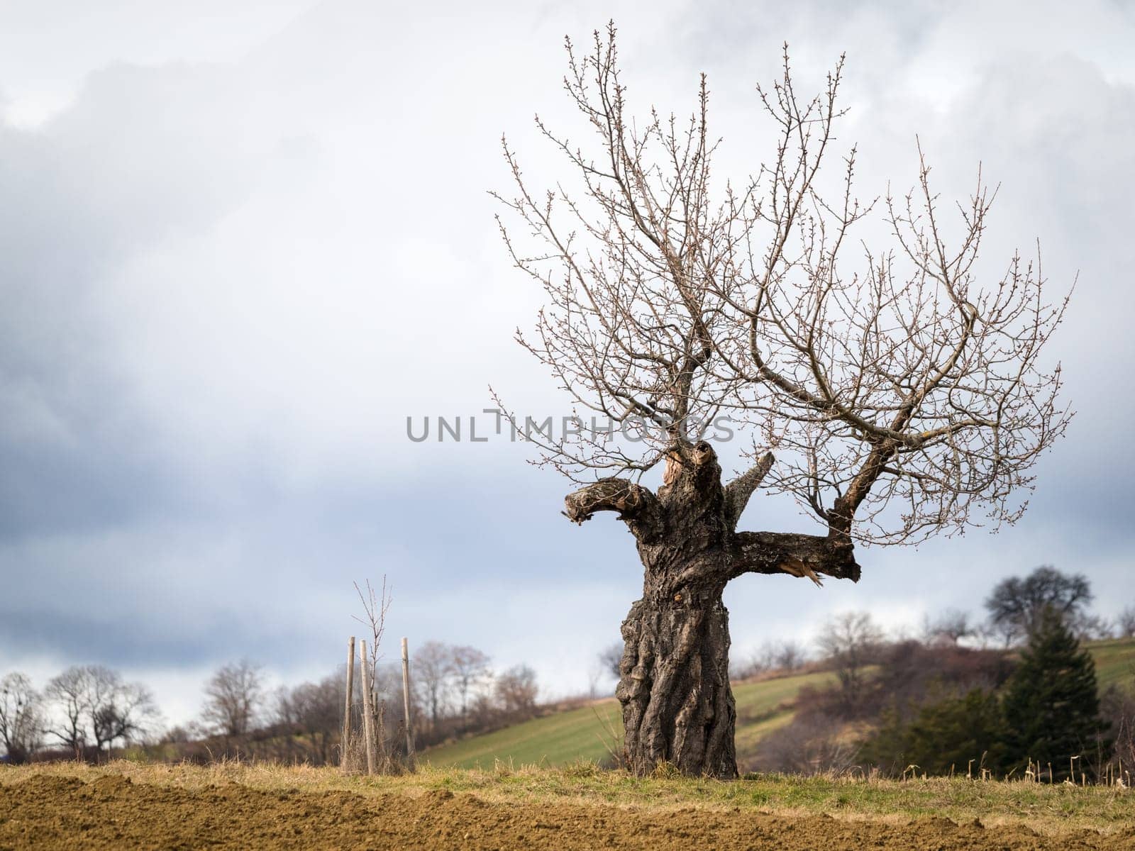Bare tree in a field
