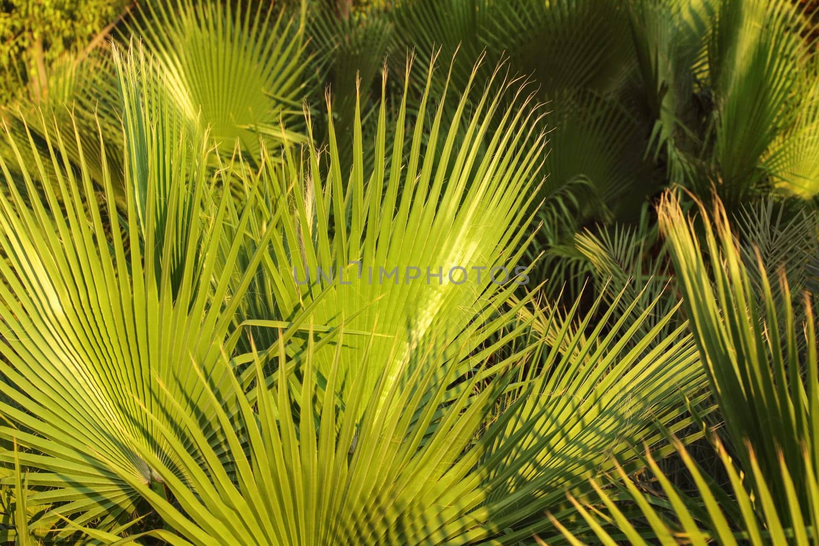 Palm leaves, lit by evening sun. Abstract tropical background.