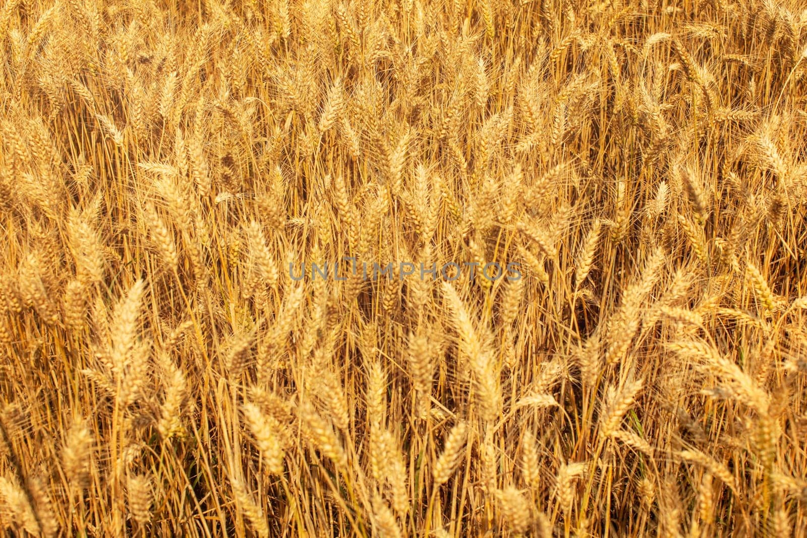 Wheat field, lit by afternoon sun. Abstract summer background.