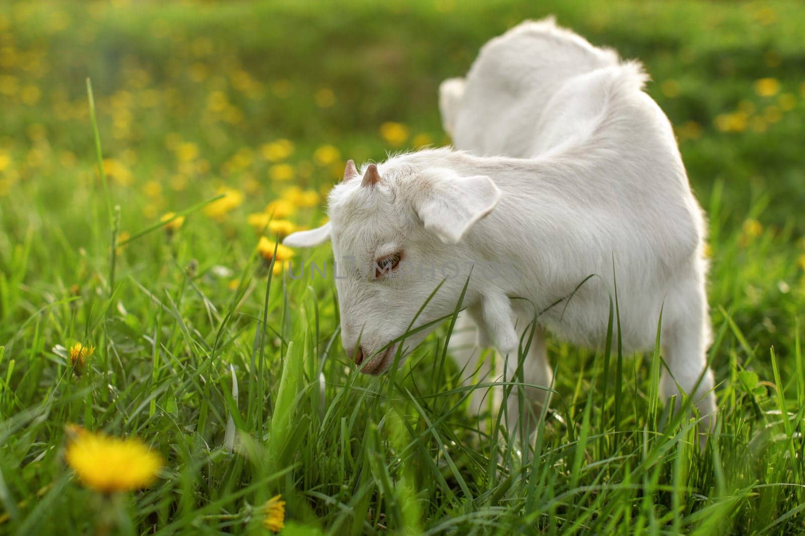 Young goat kid grazing on sun lit meadow with dandelions in background.