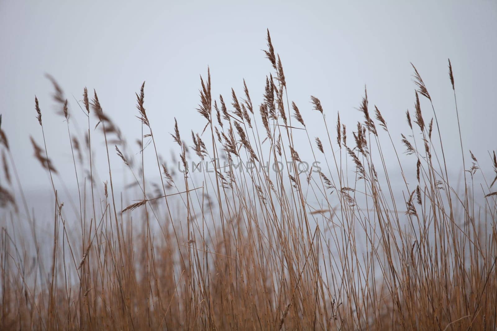 late autumn, the beginning of winter it is snowing, in the foreground there are panicles of dry reeds against the background of a white lake, a landscape near the water