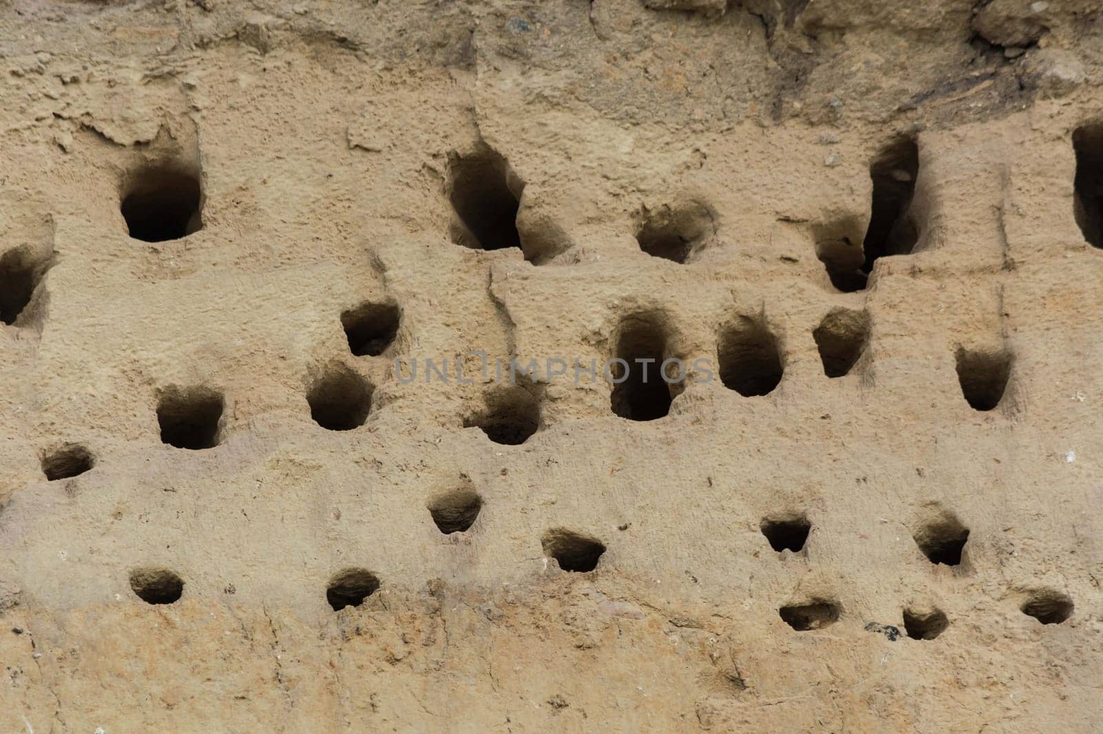 Swallows for swallows on the cliffs of Ahrenshoop city on the Baltic Sea peninsula Darss in Germany in summer.