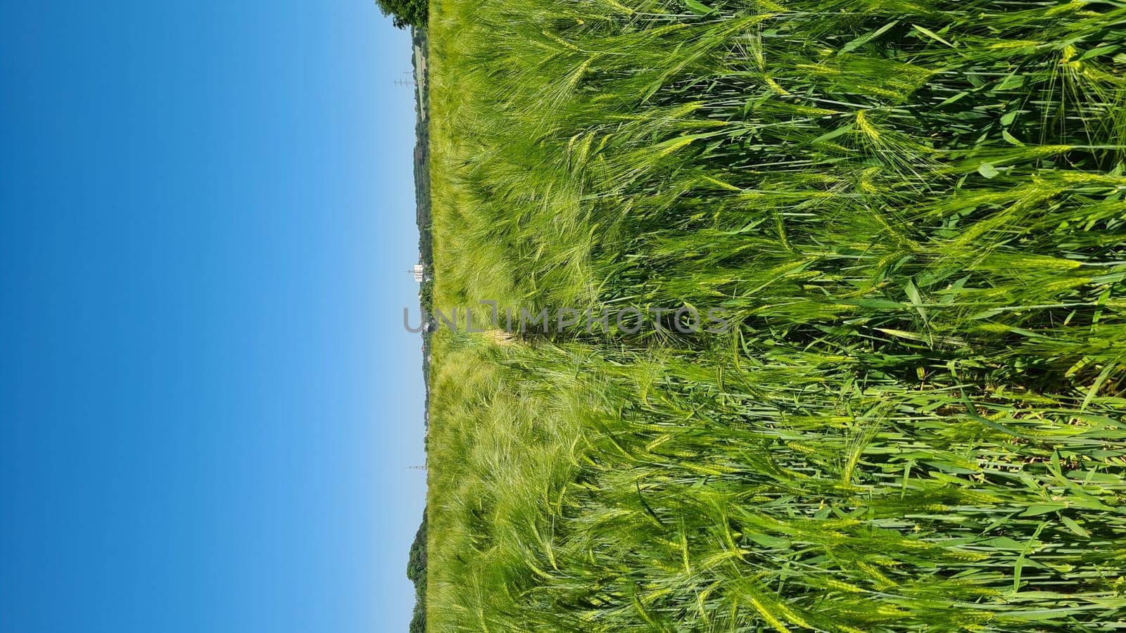 Selective focus of rye grain in the field with row tractor tracks, texture of young ears of green wheat in spring, agriculture in the countryside, nature background.