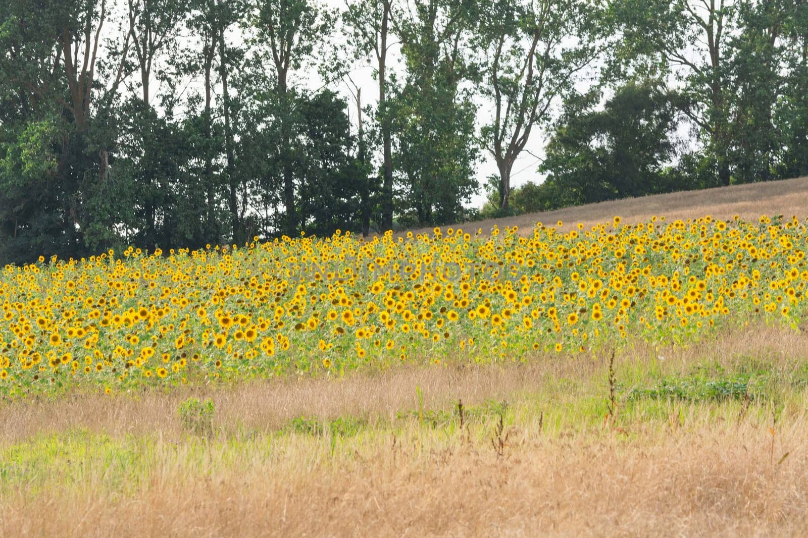 Field of blooming sunflowers on a background sunset