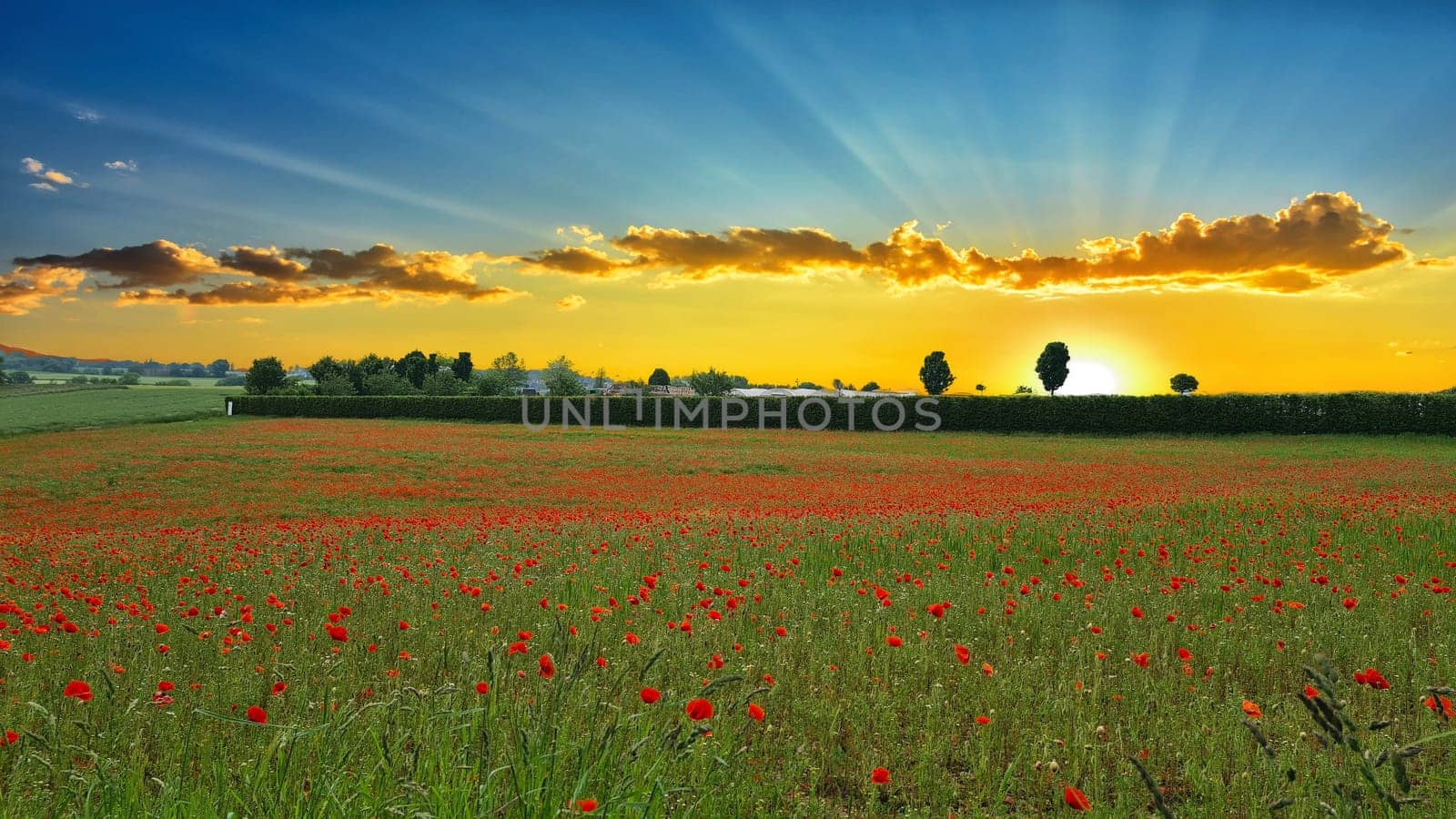 Campo con hierba verde y amapolas rojas contra el cielo del atardecer