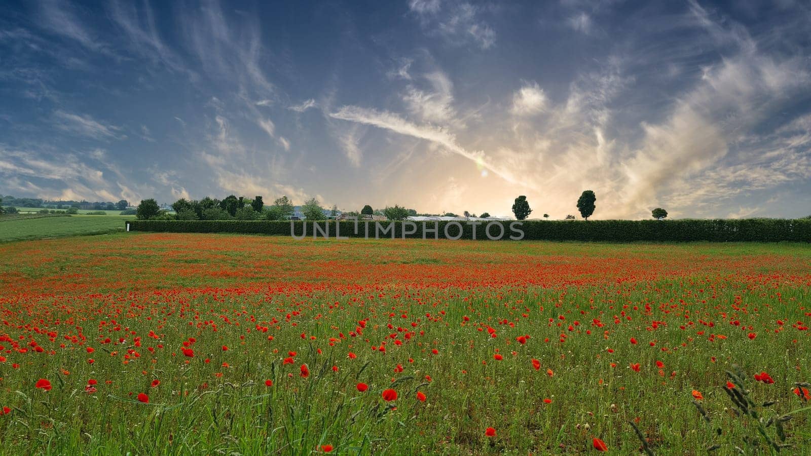Campo con hierba verde y amapolas rojas contra el cielo del atardecer