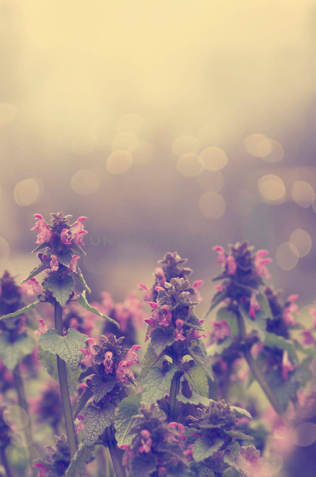 Beautiful spring flowers closeup. retro filter