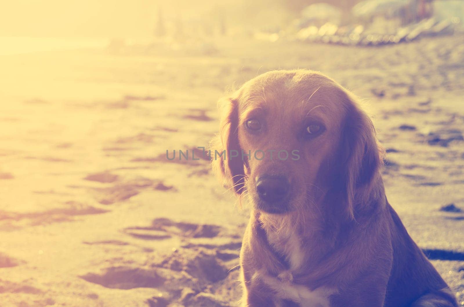 Dog on the beach at sunset