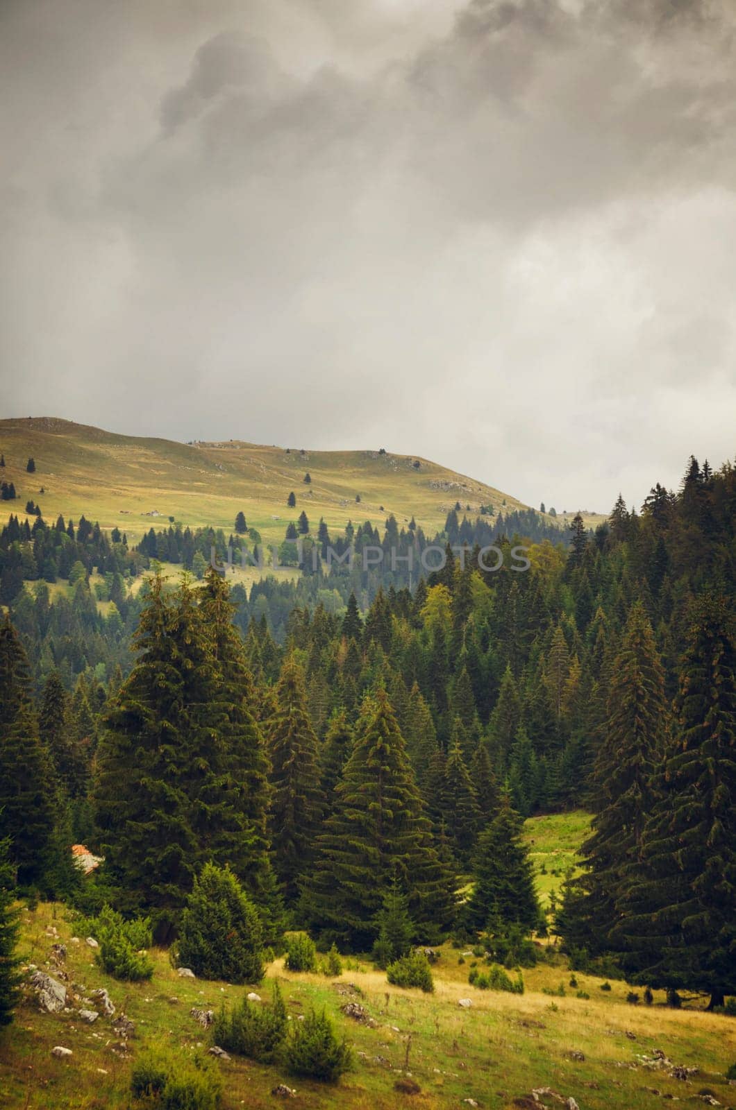 mountain landscape with conifer trees