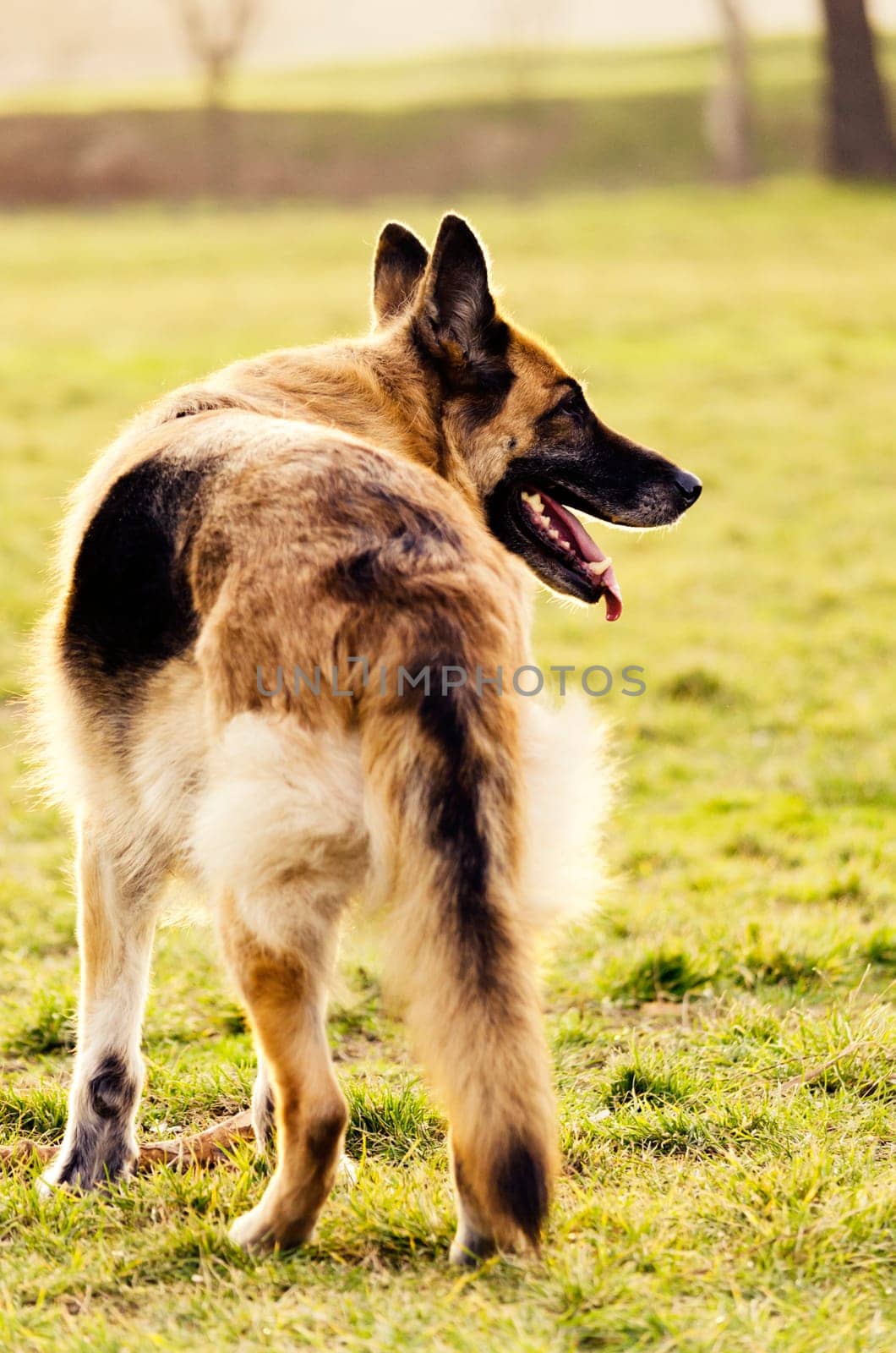 German shepherd in the park