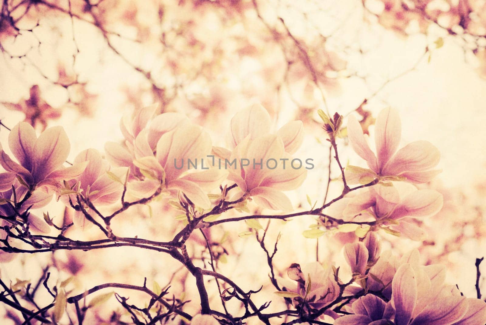 Beautiful magnolia flower on textured background
