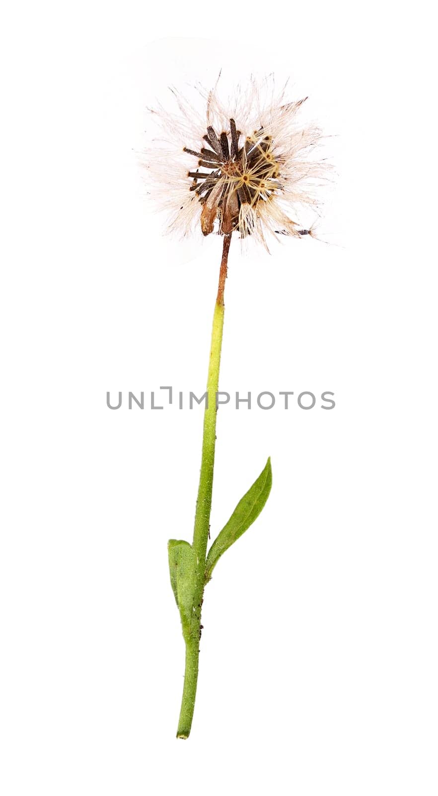 Seeds of the medicinal plant arnica for cultivation.