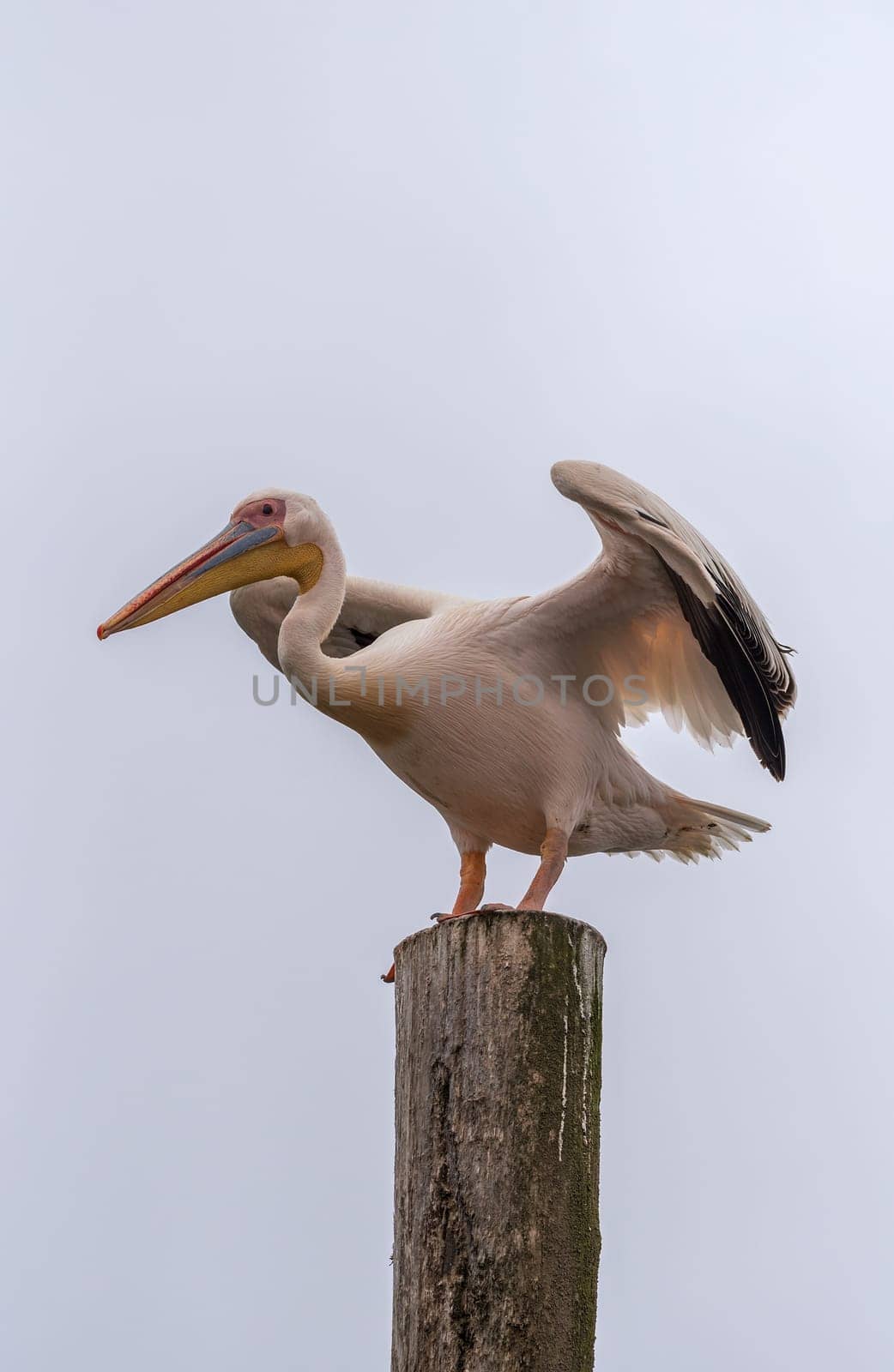 Great White Pelican in Walvis Bay, Namibia