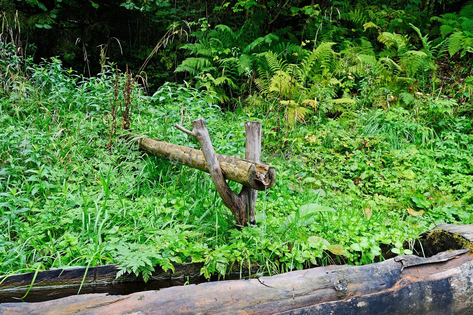 Forest with spring water