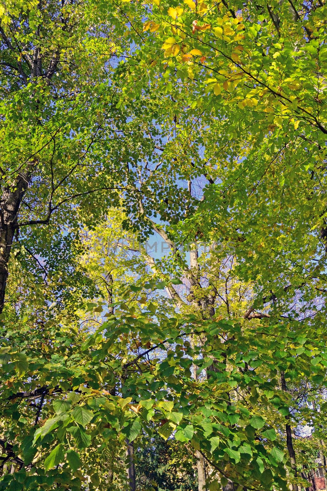 Autumn in park