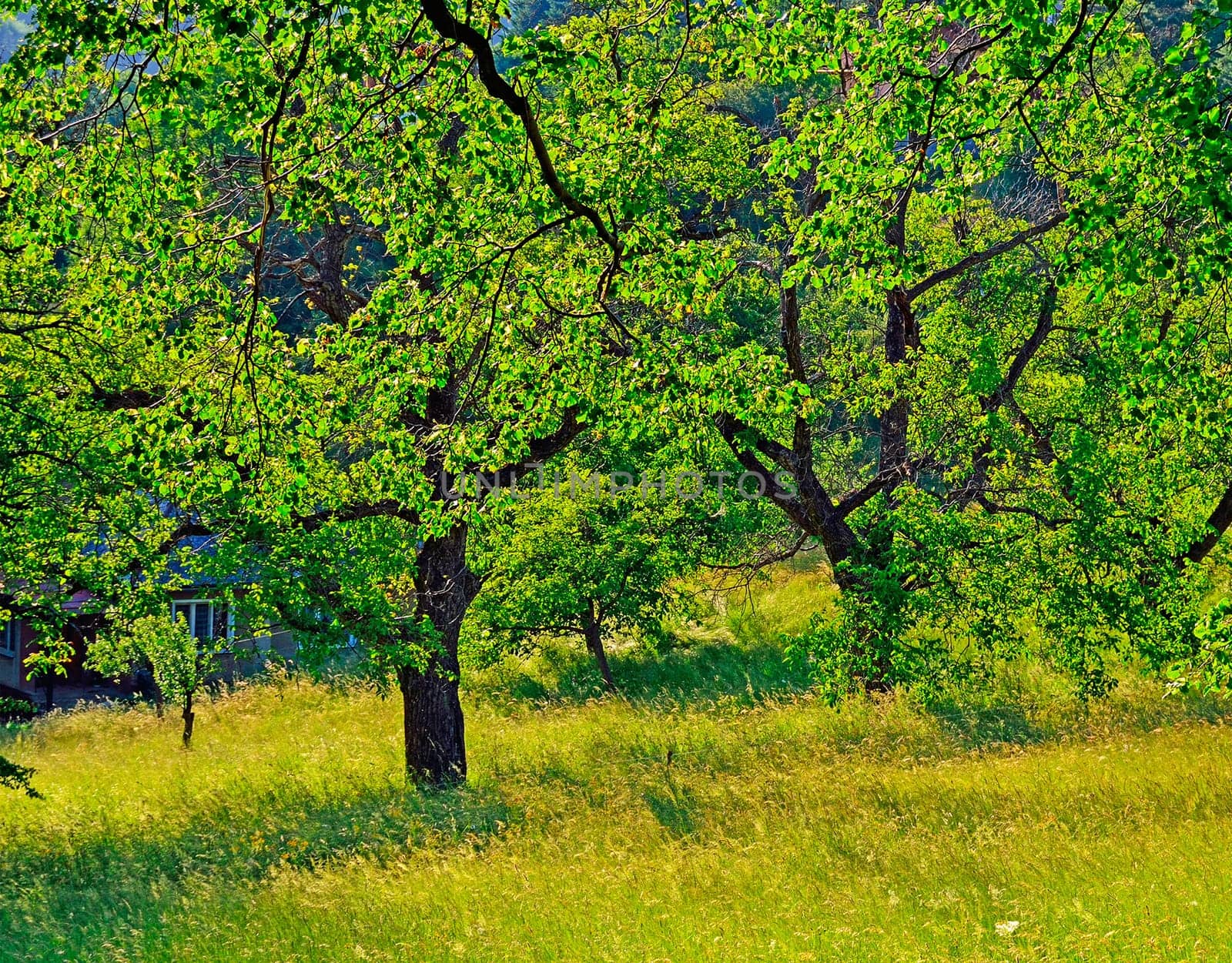 Trees on field of grass in garden
