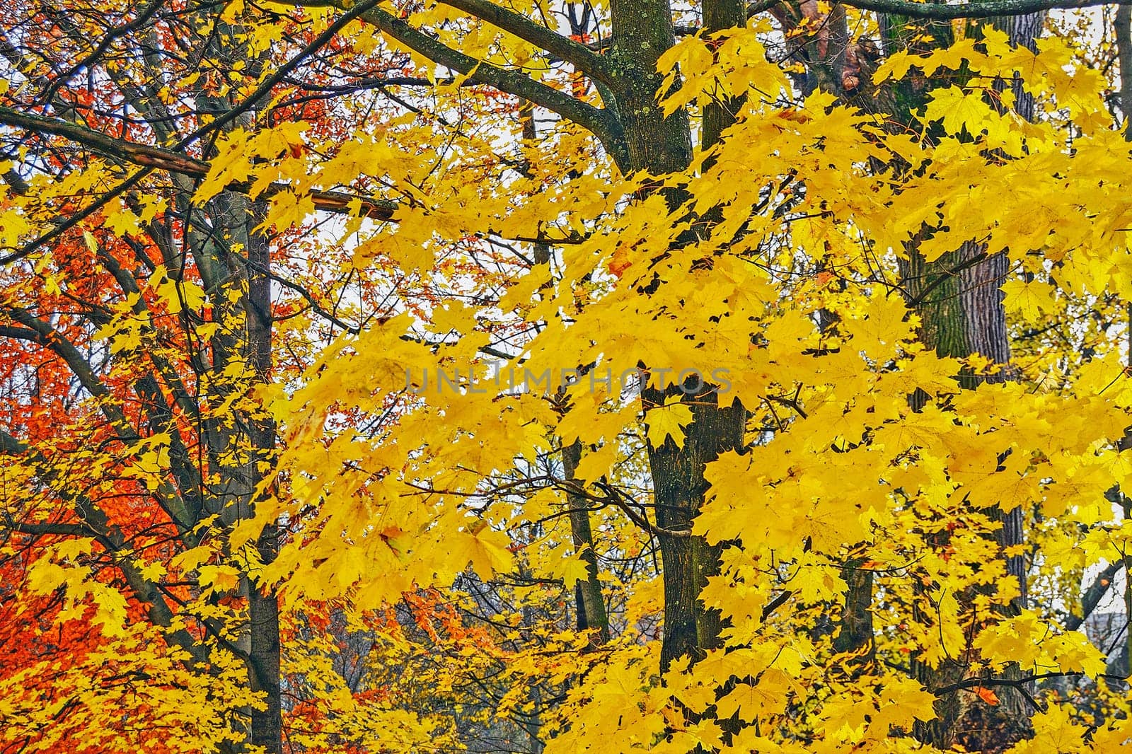 Autumn with colorful leaves in City Park