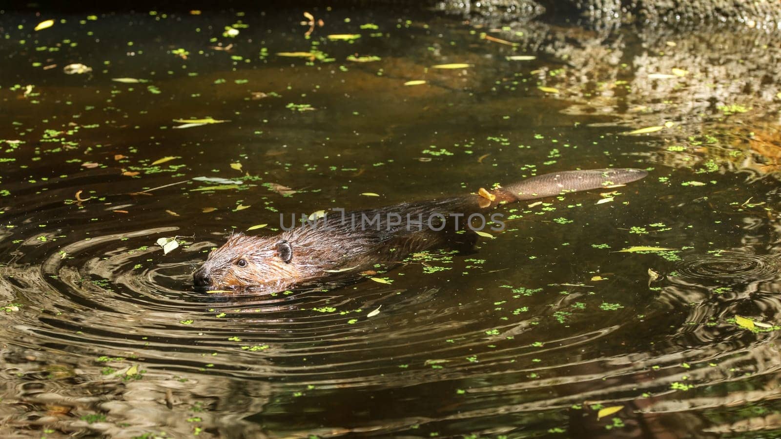 Eurasian beaver (Castor fiber) swimming in pond with leaves, only head top of body with wet fur and tail visible.