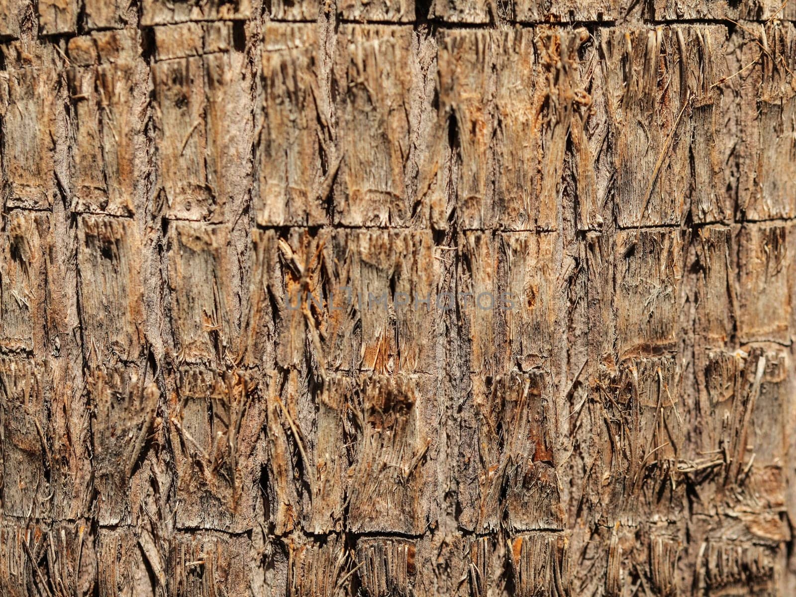 Close up of banana tree bark. Abstract tropical texture.