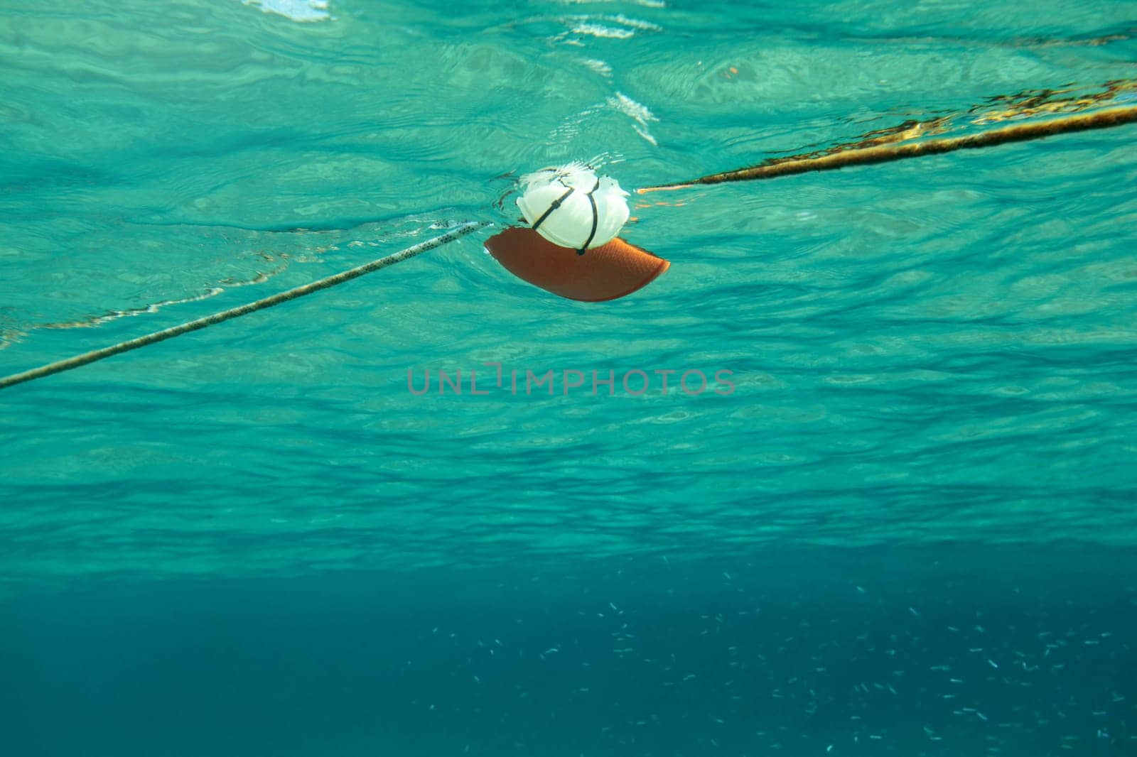 Swimming towards rope with red sea buoy, shoal of small fish on the right. Abstract marine background photographed underwater.