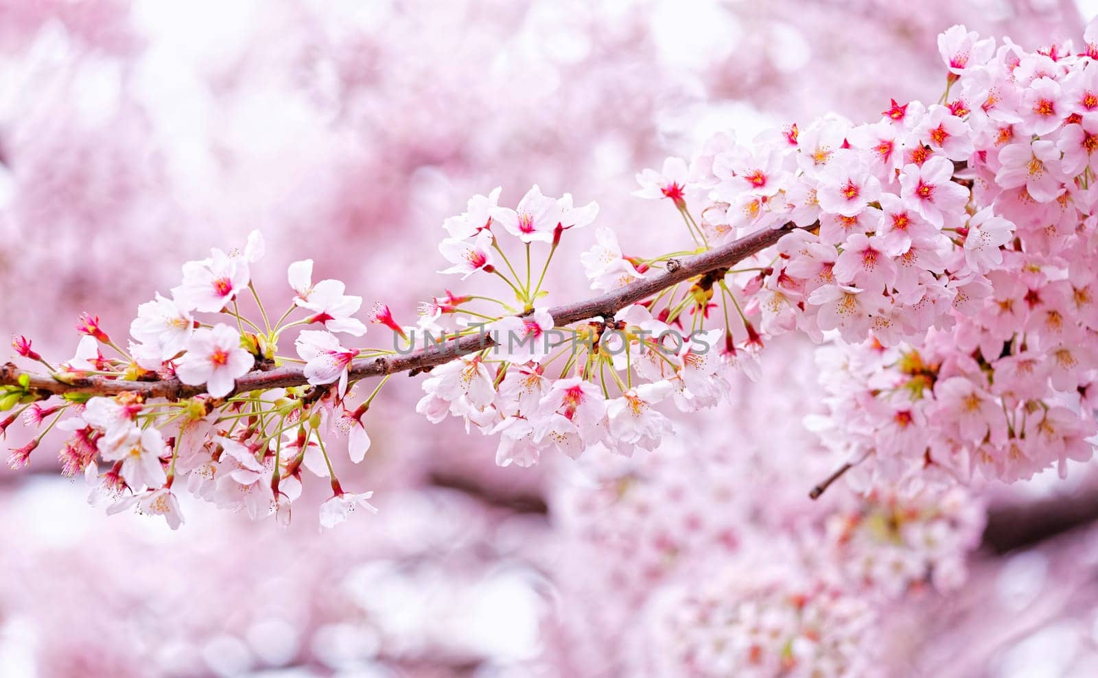 Sakura blossom flower close up for background
