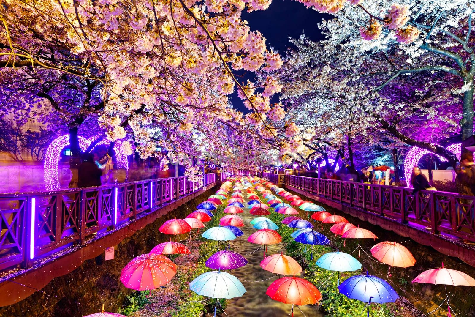 cherry blossoms at night, busan city in south korea