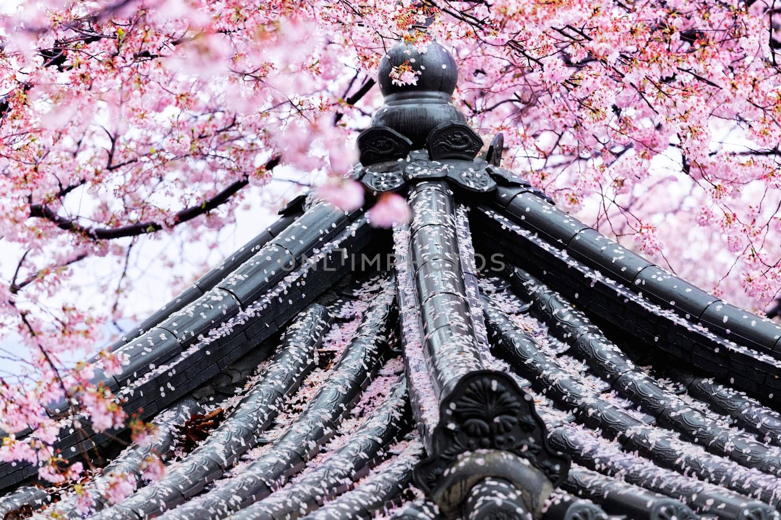 Weeping sakura infront of japanese temple at day