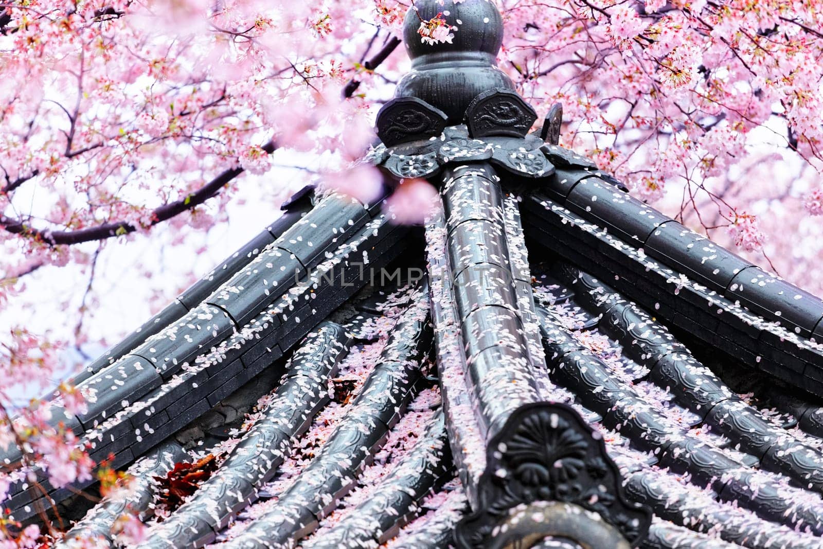 Weeping sakura infront of japanese temple at day