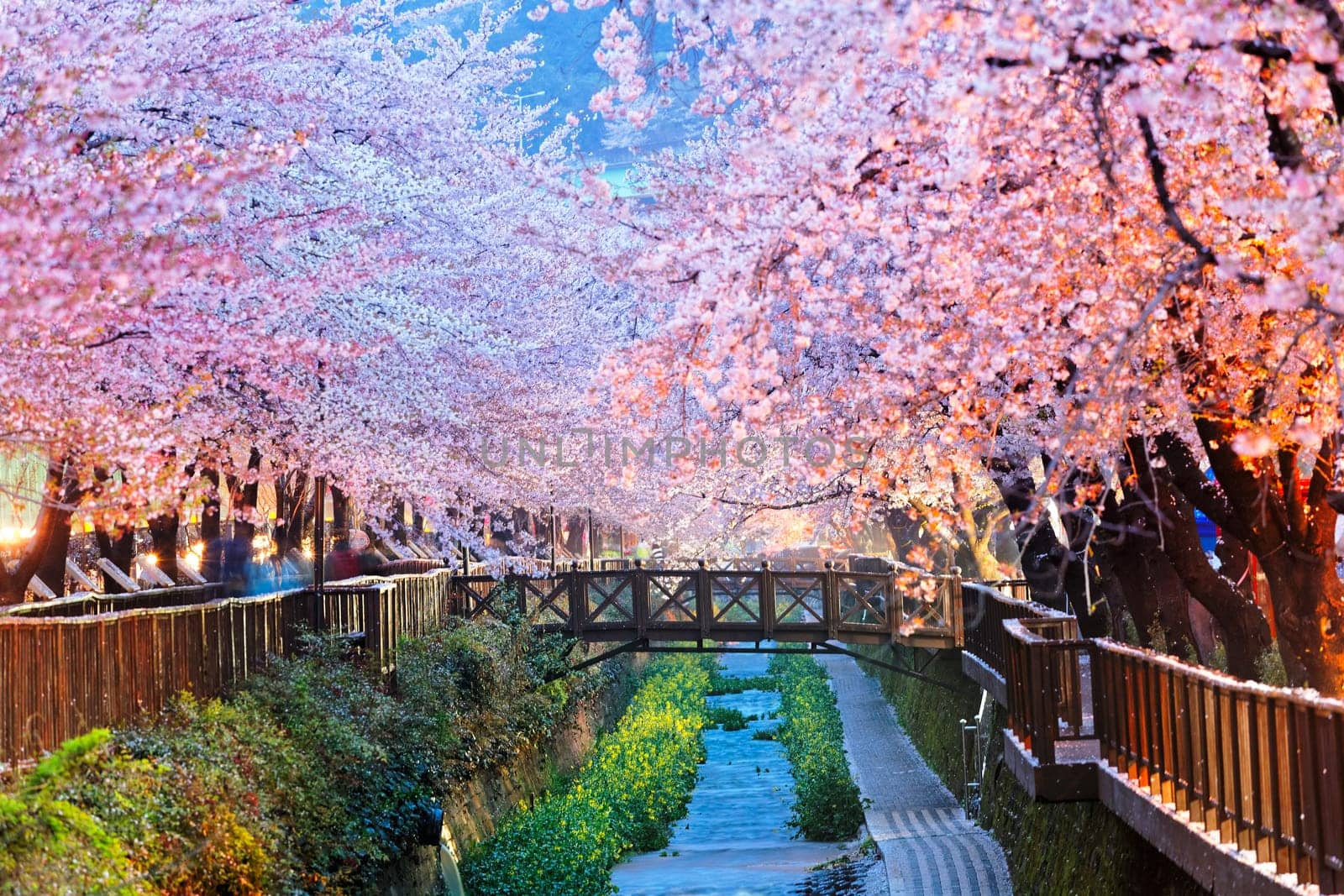 cherry blossoms at night, busan city in south korea