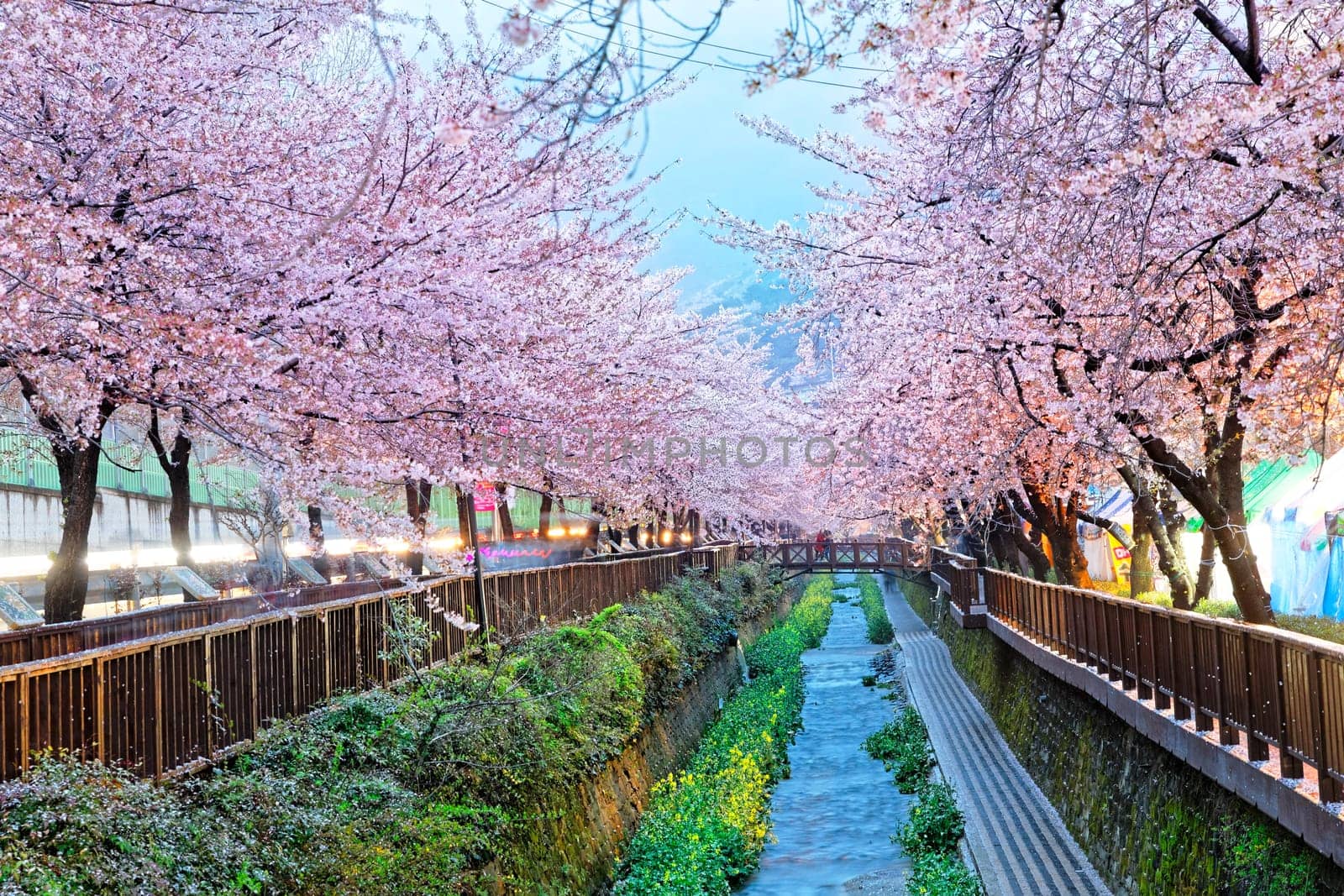 cherry blossoms at night, busan city in south korea
