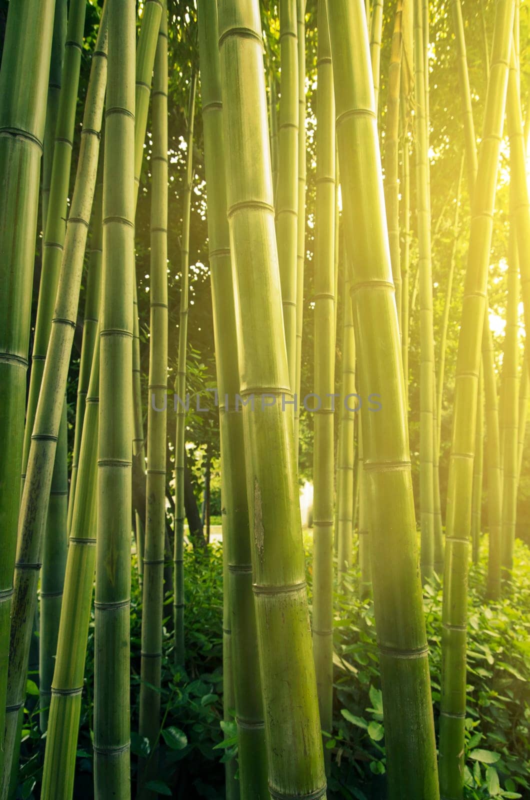 Sunlight in bamboo forest