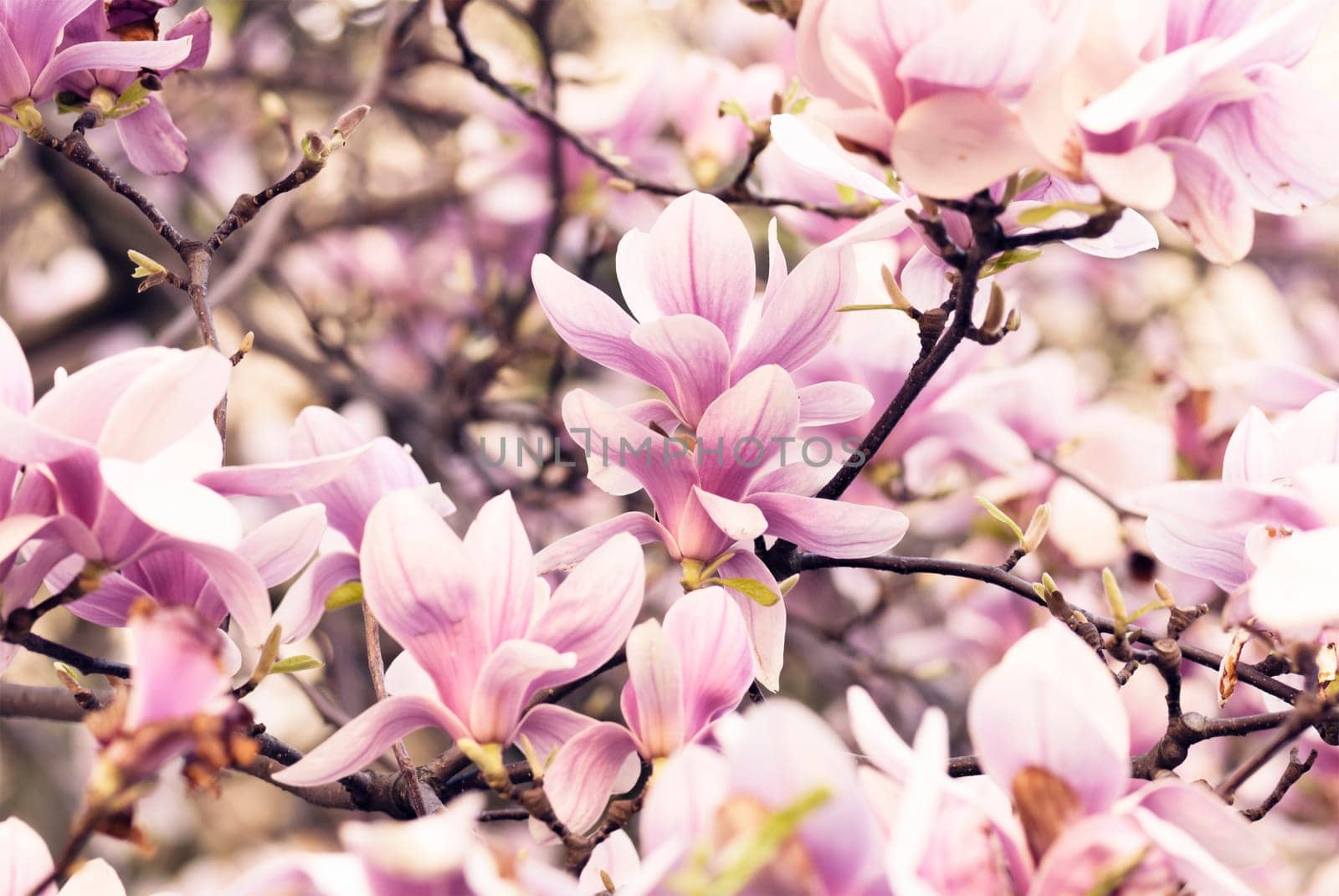 .Beautiful magnolia flower in garden