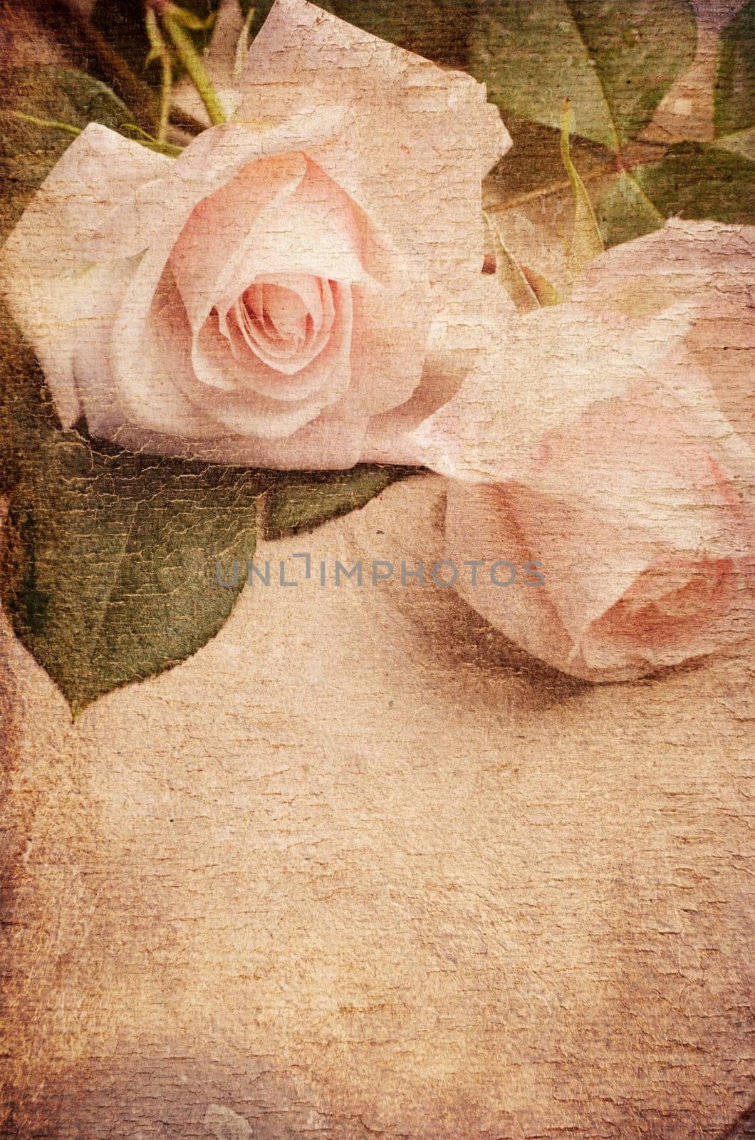 White Roses over textured background