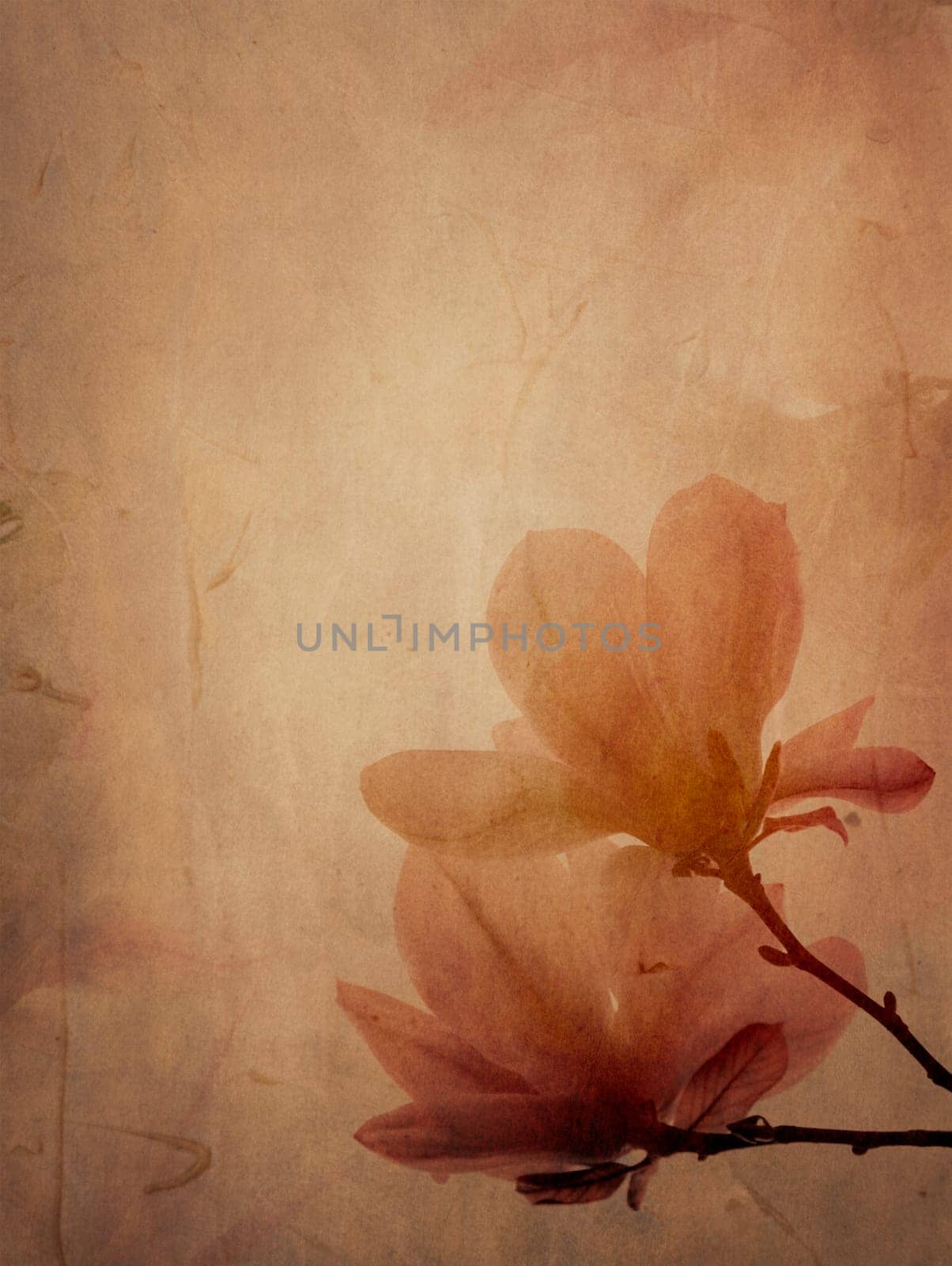 Beautiful magnolia flower on textured background