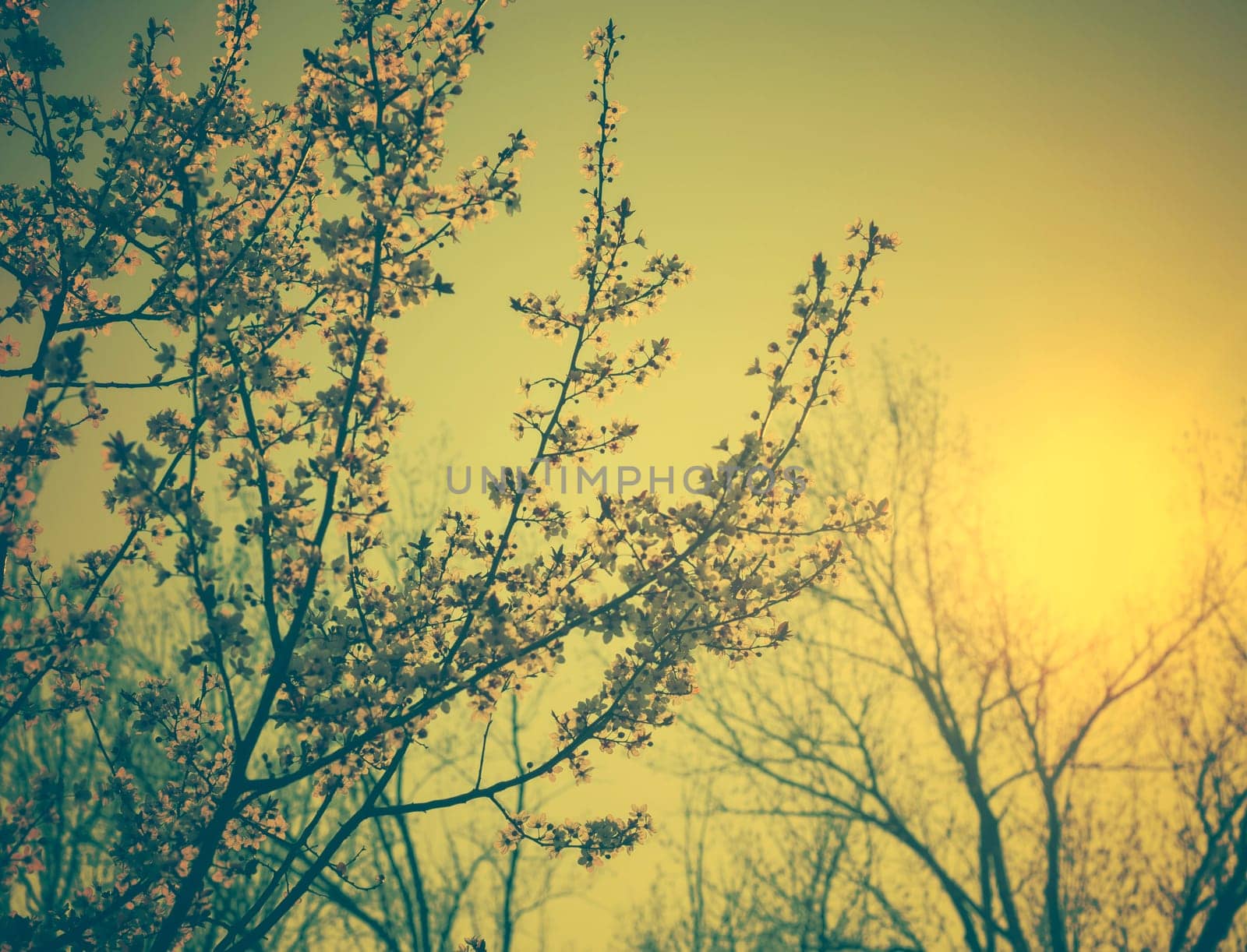 Spring blossom in retro style