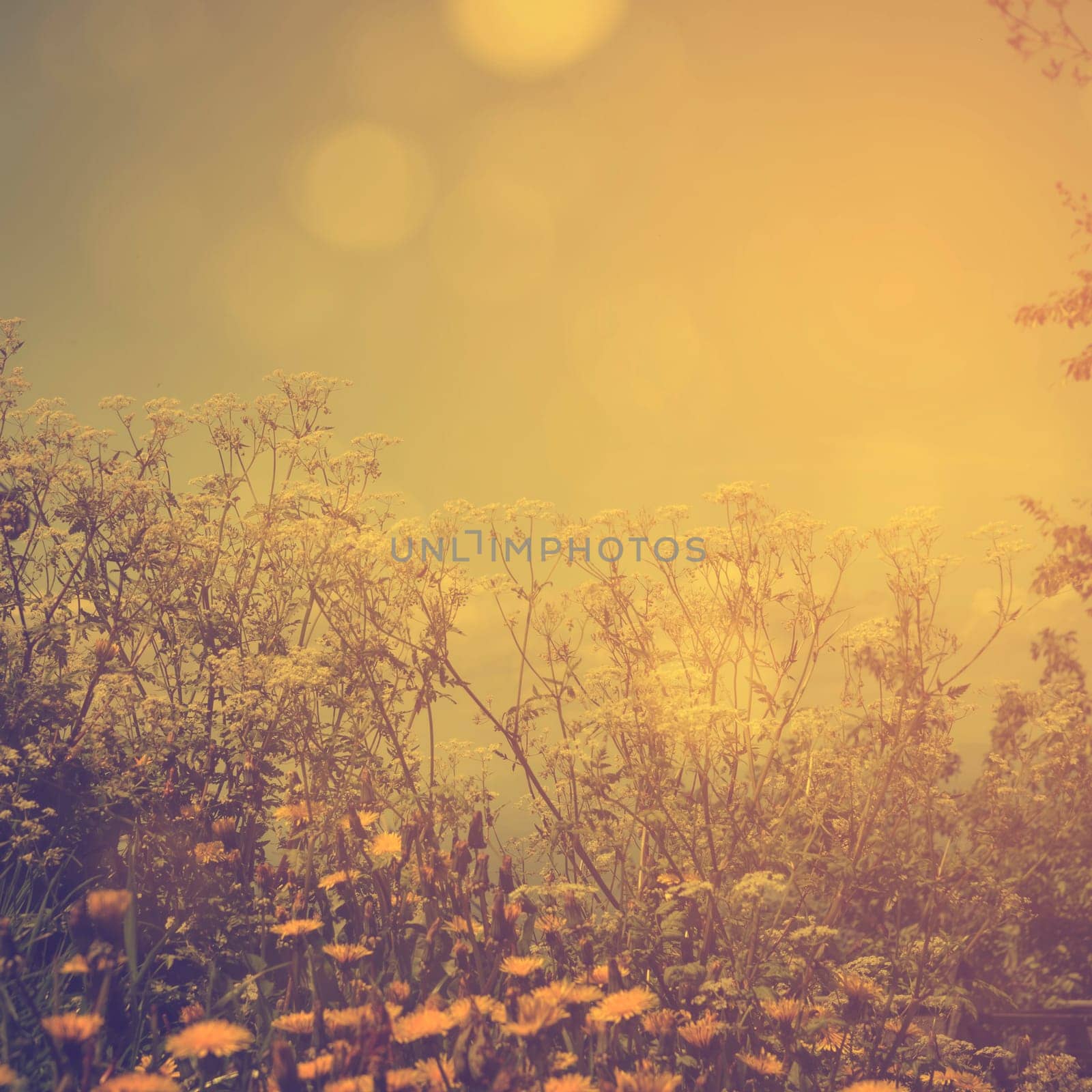 Flowers in field with sunlight. Retro filter