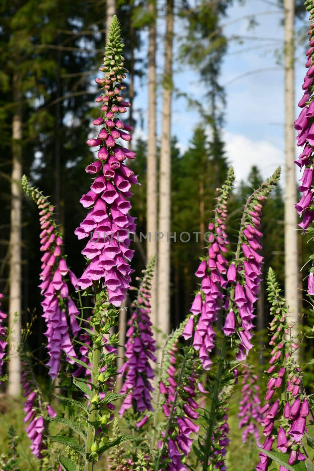 Digitalis in the forest