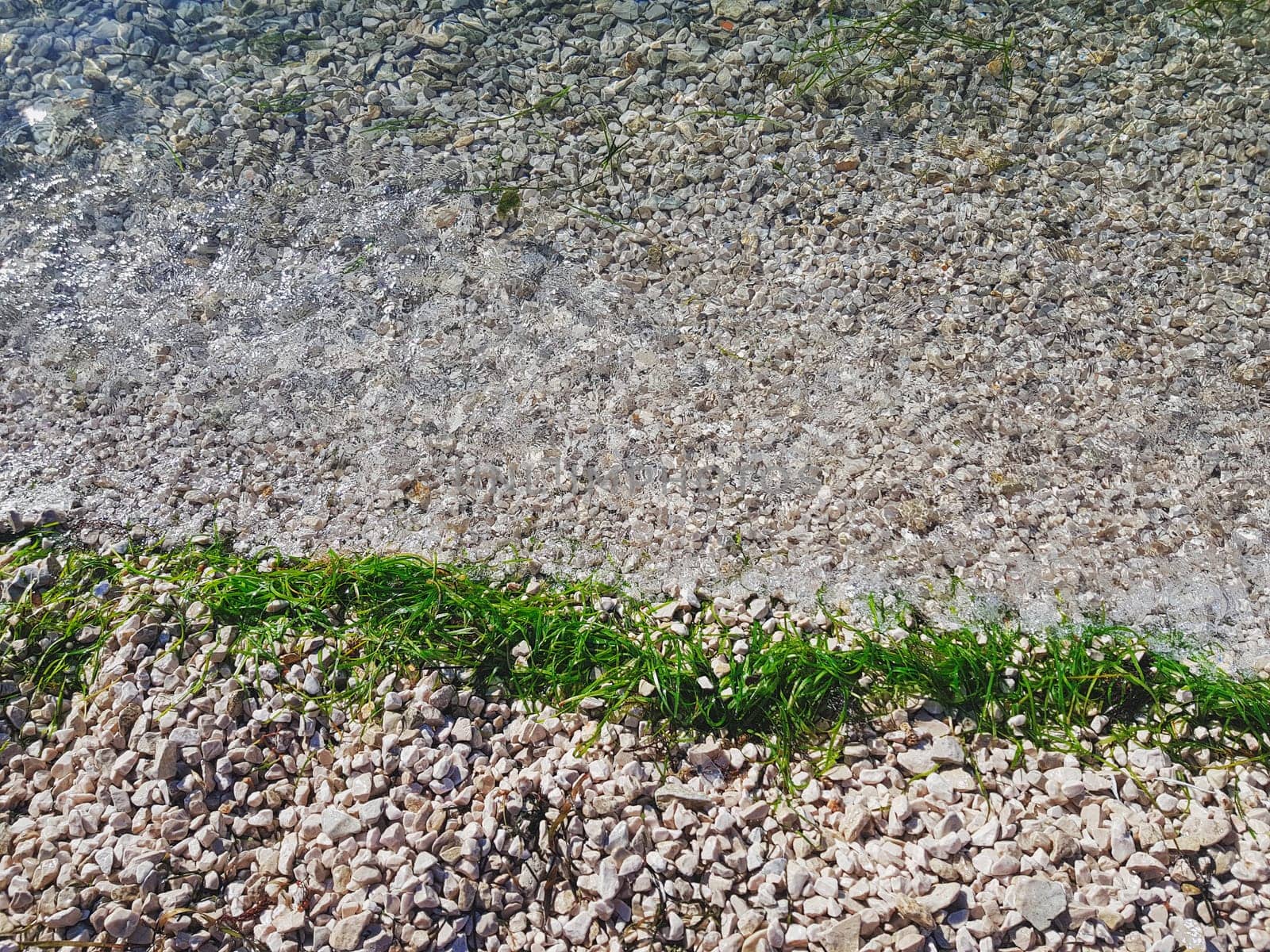 Green seagrass on the beach. Seaside perspective view with seaweed and pebble. Sea shore closeup photo.