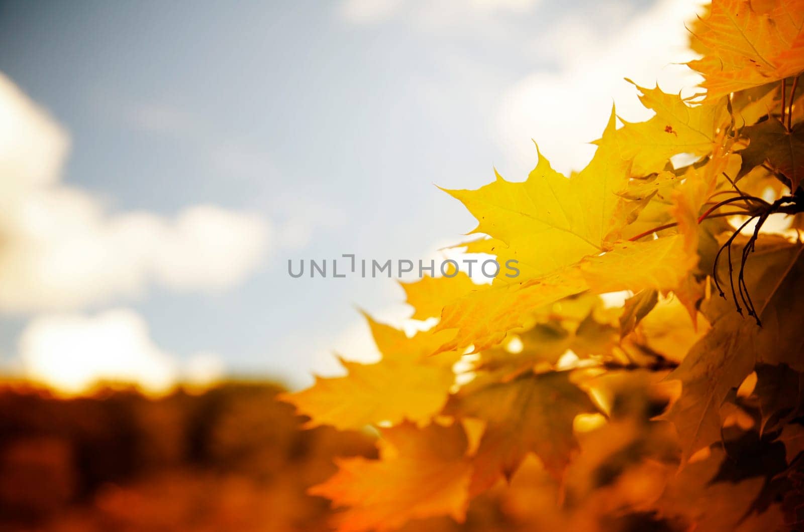 Beautiful orange maple leaves and blue sky