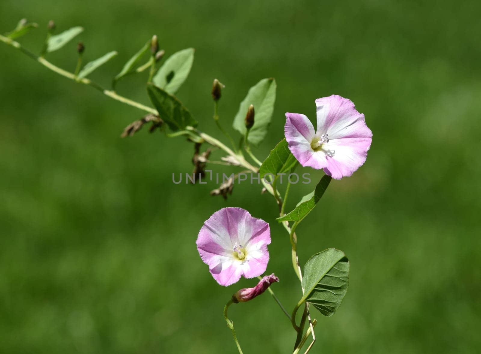Field wind,Convolvulus arvensis,is a wild and medicinal plant with pink or white flowers and is used in medicine. Bindweed,Convolvulus arvensis,is a wild and medicinal plant with pink or white flowers and is used in medicine.