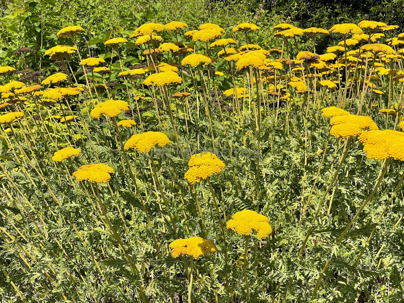 Yarrow,Achillea filipendulina is a garden flower with beautiful yellow flowers. Large-flowered yarrow,Achillea filipendulina,is a garden flower with beautiful yellow flowers.