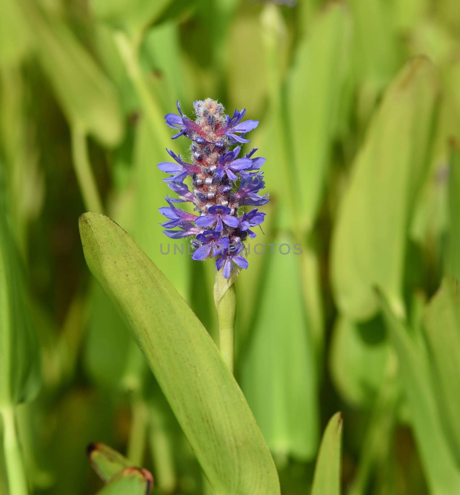 Pike herb,Pontederia cordata,is an aquatic plant with blue flowers. Pike weed,Pontederia cordata,is an aquatic plant with blue flowers.