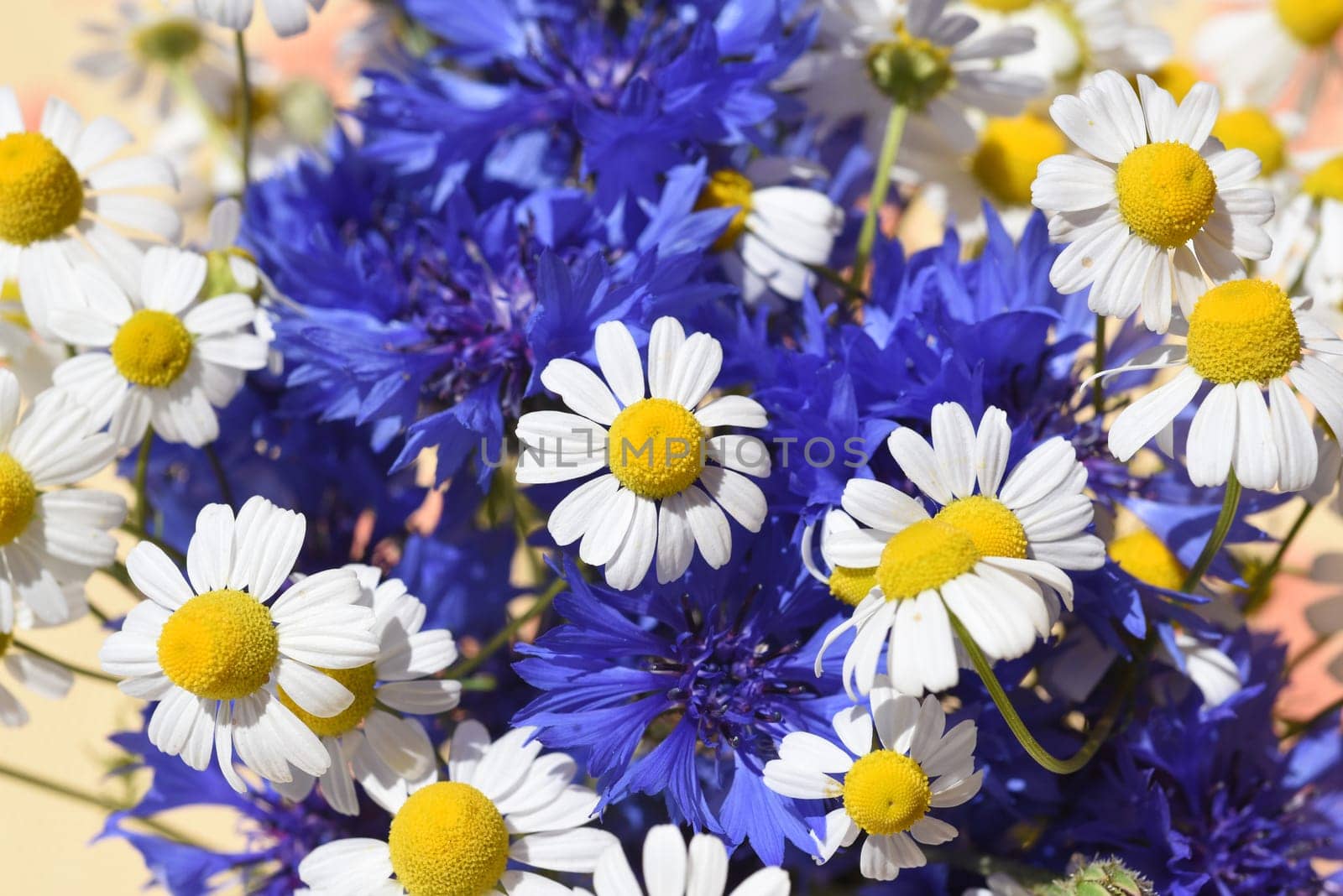 Cornflowers and chamomile,Centaurea cyanus Chamomilla recutita,are important medicinal plants with blue and white flowers. Cornflowers and chamomile,Centaurea cyanus Chamomilla recutita,are important medicinal plants with blue and white flowers.
