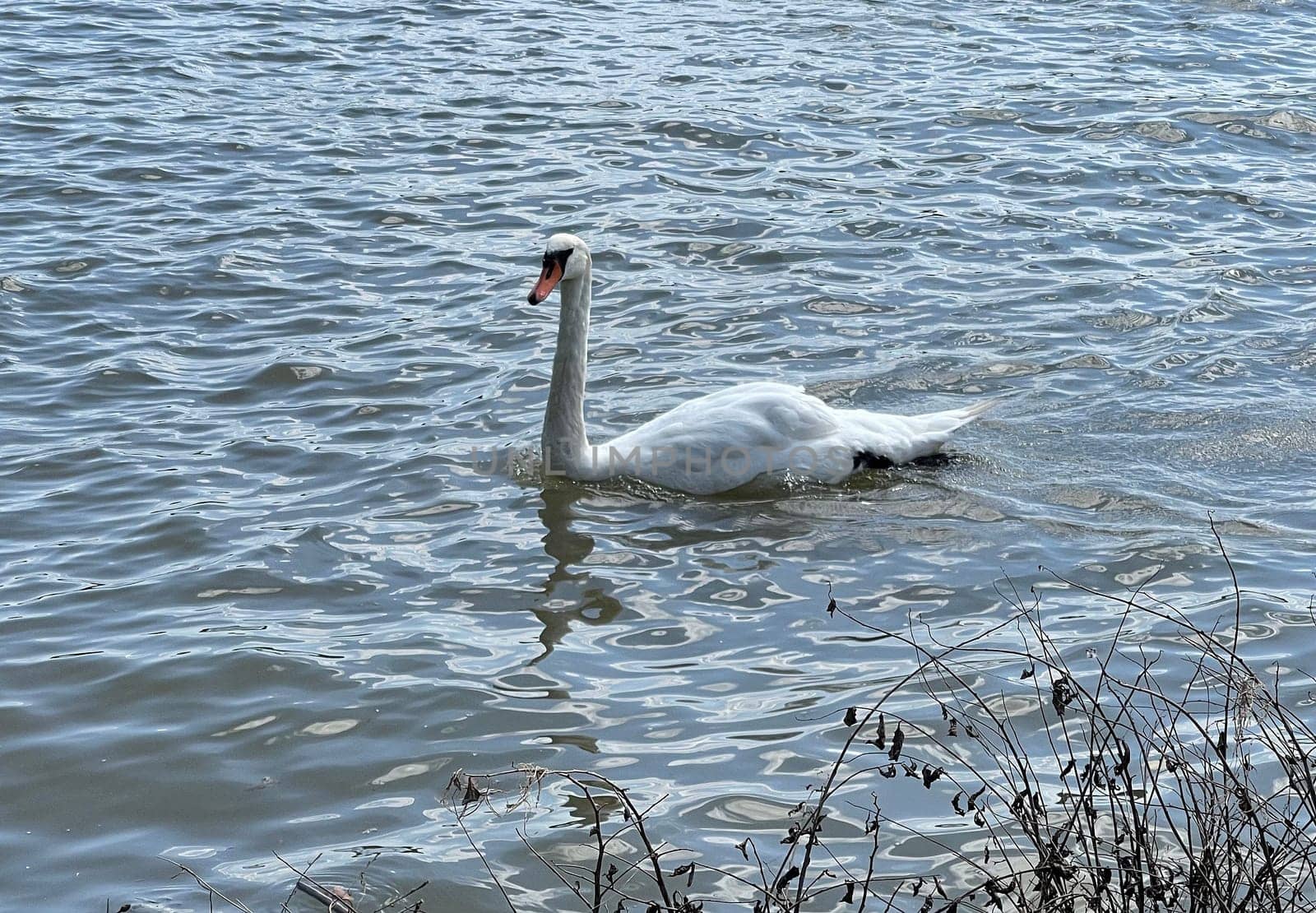 The Swan is a species of bird in the Anatidae family. The swan is a species of swan (Cygnus),which belongs to the family of duck birds (Anatidae).