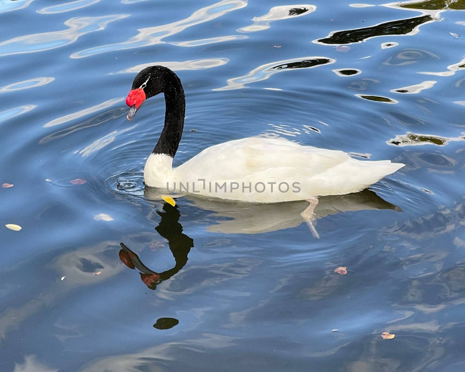 The Black-necked Swan is a species of bird in the Anatidae family. The black-necked swan is a species of swan (Cygnus),which belongs to the family of duck birds (Anatidae).