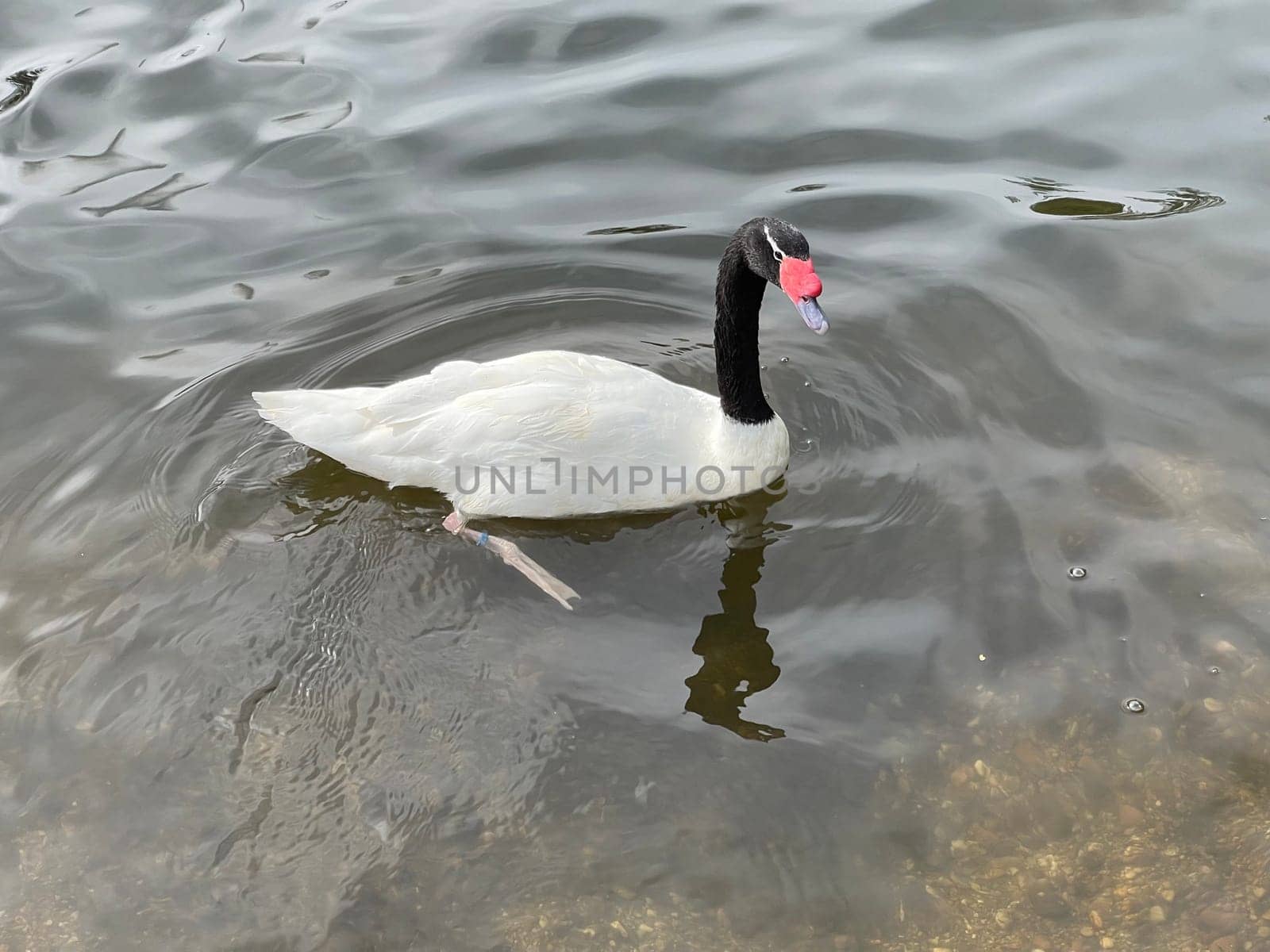 The Black-necked Swan is a species of bird in the Anatidae family. The black-necked swan is a species of swan (Cygnus),which belongs to the family of duck birds (Anatidae).