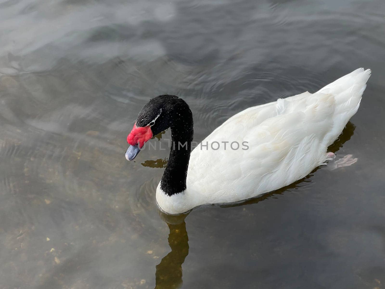 The Black-necked Swan is a species of bird in the Anatidae family. The black-necked swan is a species of swan (Cygnus),which belongs to the family of duck birds (Anatidae).
