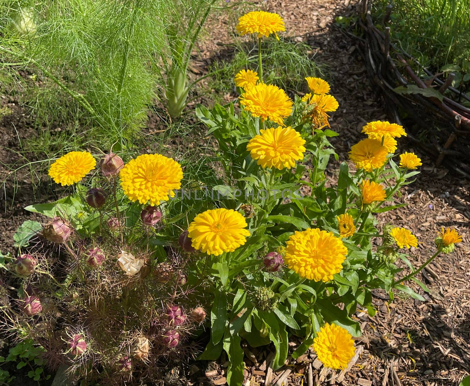 Calendula,Calendula officinalis is an important medicinal plant with yellow flowers. It is also used in medicine. Marigold,Calendula officinalis is an important medicinal plant with yellow flowers. It is also used in medicine.